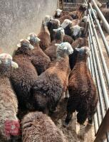 14 HERDWICK EWE LAMBS - 4