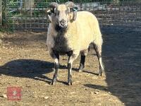 BADGERFACE 2T SHEARLING RAM - 2