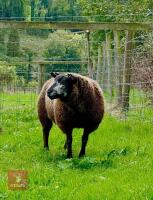 PEDIGREE 7MO BLUE TEXEL RAM LAMB