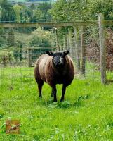 PEDIGREE 7MO BLUE TEXEL RAM LAMB - 2