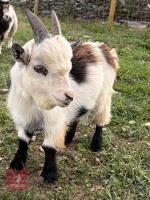 8MO PYGMY BILLY KID