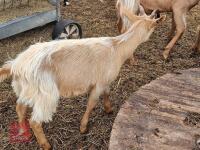 6MO GOLDEN GURNSEY WETHER GOAT
