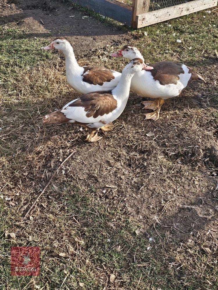 TRIO OF 3MO MUSCOVY DUCKS