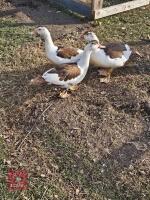 TRIO OF 3MO MUSCOVY DUCKS