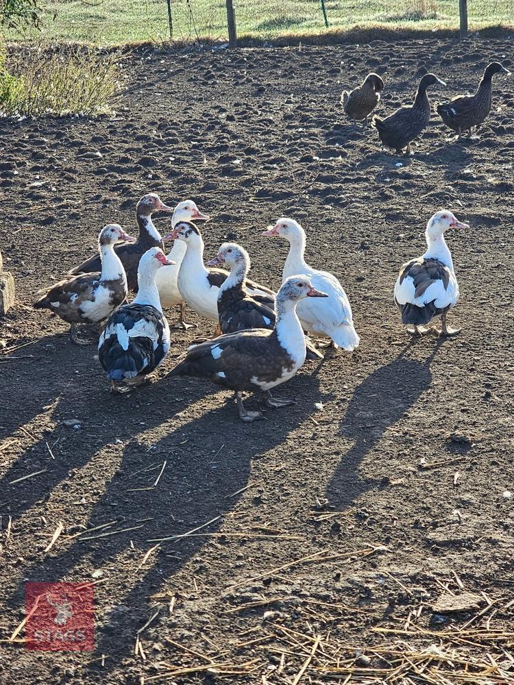 3 PUREBRED MUSCOVY DUCKS - BIDS PER LIFE