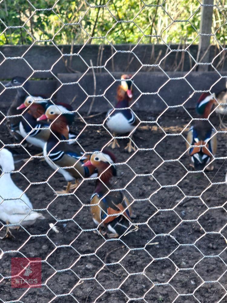 PAIR OF 20WO MANDARIN DUCKS - BIDS PER LIFE
