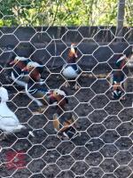 PAIR OF 20WO MANDARIN DUCKS - BIDS PER LIFE