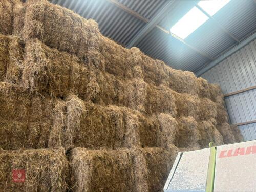 55 SQUARE BALES OF 2026 HAY
