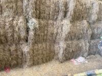 55 SQUARE BALES OF 2026 HAY - 3