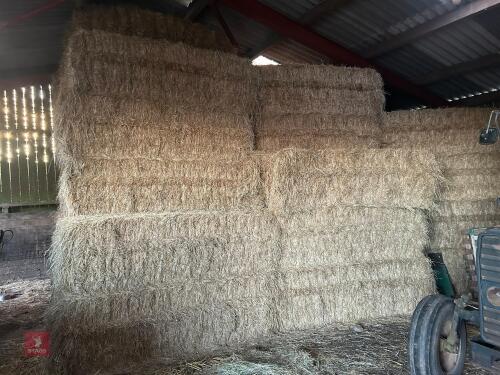 40 SQUARE BALES OF 2026 MEADOW HAY
