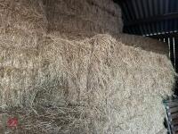 40 SQUARE BALES OF 2026 MEADOW HAY - 3
