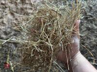40 SQUARE BALES OF 2026 MEADOW HAY - 6