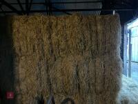 25 RECTANGULAR BALES OF 2026 HAY - 4