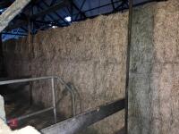 25 RECTANGULAR BALES OF 2026 HAY - 3