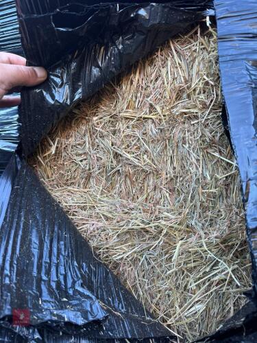 50 SQUARE BALES OF 2026 HAYLAGE