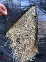 50 SQUARE BALES OF 2026 HAYLAGE - 2