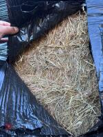 30 SQUARE BALES OF 2026 HAYLAGE