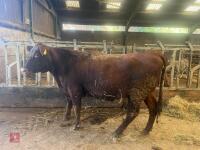 17MO SHORTHORN X HEIFER
