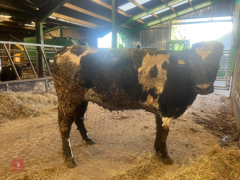 18MO BLUE X HEIFER