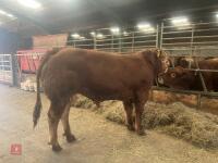 18MO PEDIGREE LIMOUSIN BULL
