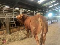 18MO PEDIGREE LIMOUSIN BULL - 2