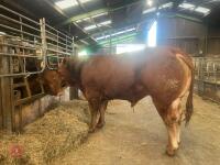 18MO PEDIGREE LIMOUSIN BULL - 3