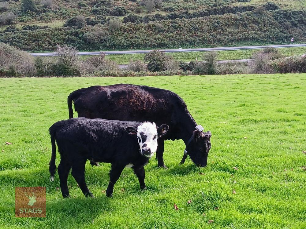 3YO PEDIGREE DEXTER COW & 4MO CALF