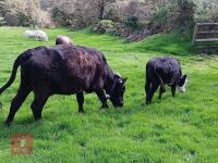 3YO PEDIGREE DEXTER COW & 4MO CALF - 2