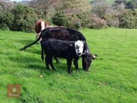 3YO PEDIGREE DEXTER COW & 4MO CALF - 3