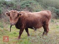 16MO PEDIGREE DUN DEXTER BULL