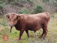 16MO PEDIGREE DUN DEXTER BULL - 2