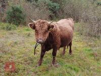 16MO PEDIGREE DUN DEXTER BULL - 3