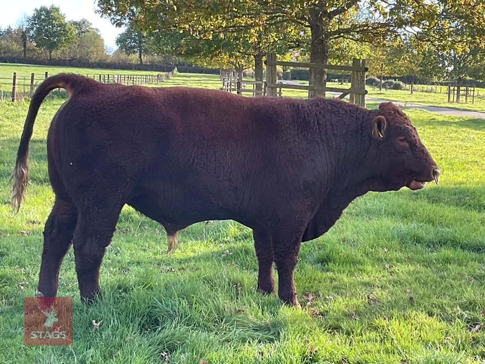 18MO PEDIGREE DEVON BULL