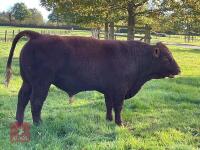 18MO PEDIGREE DEVON BULL