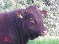 20MO PEDIGREE DEVON BULL