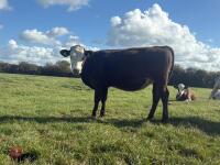 2 SIMMENTAL X HEIFERS - BIDS PER LIFE - 2