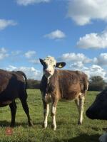 2 SIMMENTAL X HEIFERS - BIDS PER LIFE - 3