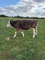 2 SIMMENTAL X HEIFERS - BIDS PER LIFE - 4