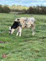 12MO BRITISH BLUE X HEIFER - 2