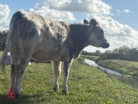 12MO BRITISH BLUE X HEIFER - 3