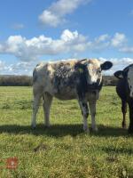 12MO BRITISH BLUE X HEIFER - 4