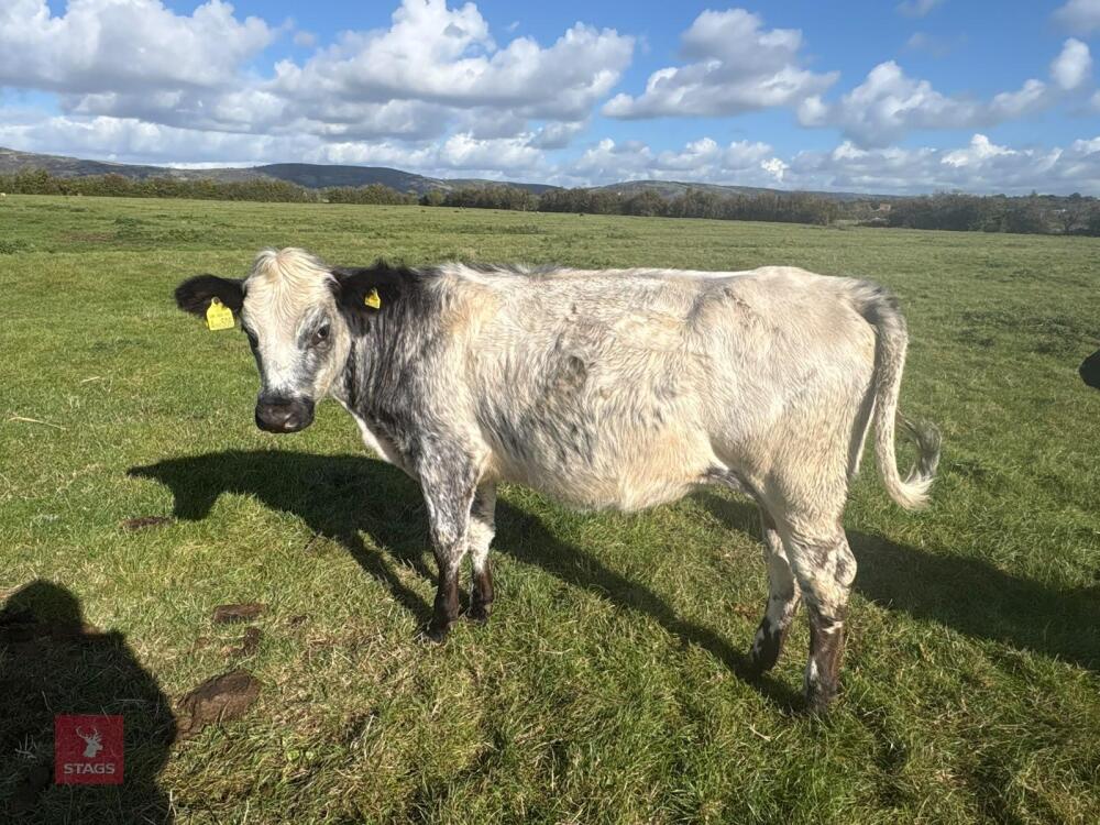12MO BRITISH BLUE X HEIFER