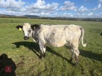 12MO BRITISH BLUE X HEIFER