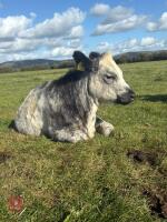12MO BRITISH BLUE X HEIFER - 2
