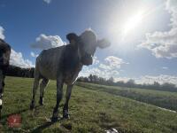 12MO BRITISH BLUE X HEIFER - 3