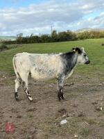 12MO BRITISH BLUE X HEIFER - 4