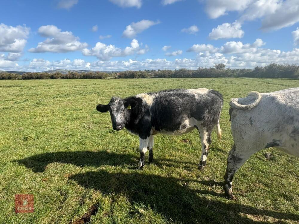 10MO BRITISH BLUE X HEIFER