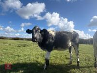 10MO BRITISH BLUE X HEIFER - 2