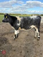 10MO BRITISH BLUE X HEIFER - 3
