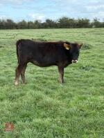 10MO LIMOUSIN X HEIFER